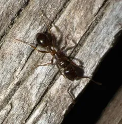 Western Collared Ant thumbnail 4