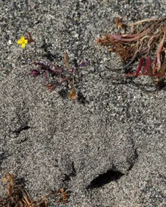 plains evening primrose thumbnail 3