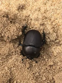Opaque Earth-boring Beetle thumbnail 2