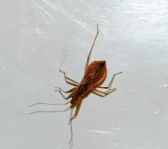 Short-winged Nabis thumbnail 3