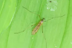 Pseudolimnophila inornata thumbnail 3