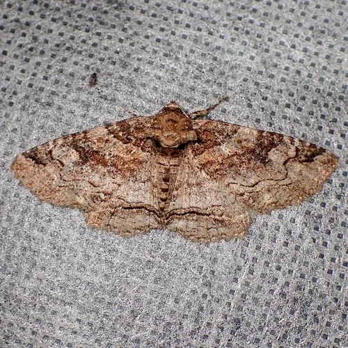 Hazel Zale Moth