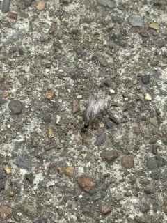 Lasius vestitus thumbnail 3