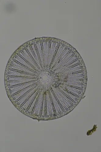 Arachnoidiscus ehrenbergii
