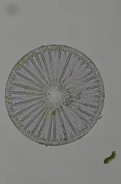 Arachnoidiscus ehrenbergii thumbnail 1