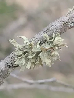 cartilage lichen thumbnail 2