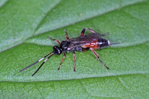 Pleolophus basizonus