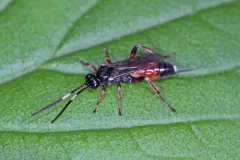 Pleolophus basizonus thumbnail 1