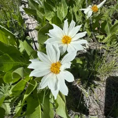 Sunflower Mule-ears thumbnail 3