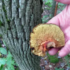 ash-tree bolete thumbnail 4