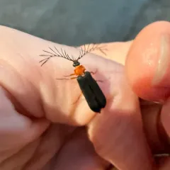 Douglas fir glow-worm thumbnail 1