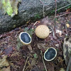 common earthball thumbnail 4