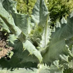 cotton thistle thumbnail 4