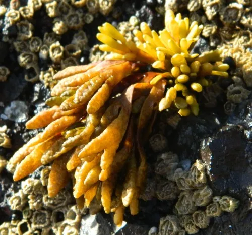 Little Rockweed