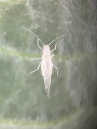 Hazel Aphid