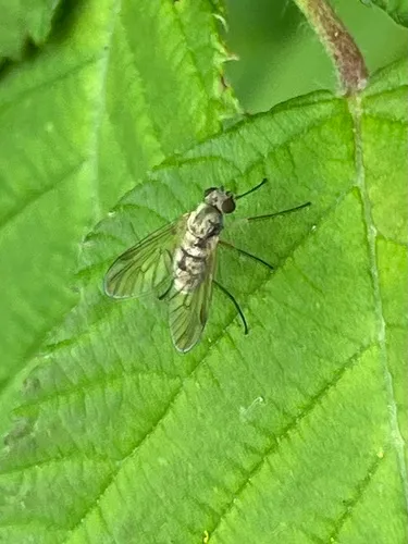 Chrysopilus testaceipes
