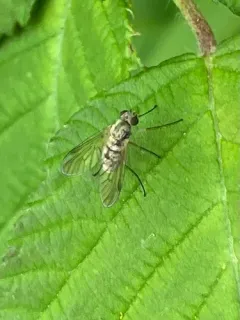 Chrysopilus testaceipes thumbnail 1
