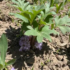 alpine waterleaf thumbnail 4