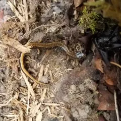 Western Red-backed Salamander thumbnail 2