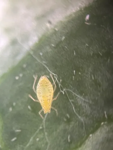 Ornate Aphid
