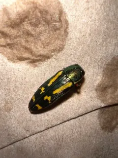 Red-legged Buprestis Beetle thumbnail 3