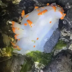 Clown Dorid thumbnail 4