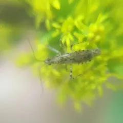 Hoplistoscelis pallescens thumbnail 2