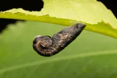Pistol Casebearer Moth thumbnail 3