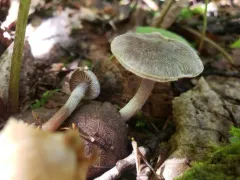 Cortinarius castaneus thumbnail 2