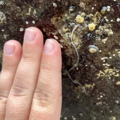 Amphiporus formidabilis thumbnail 4