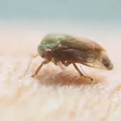 Ophiderma flava thumbnail 2