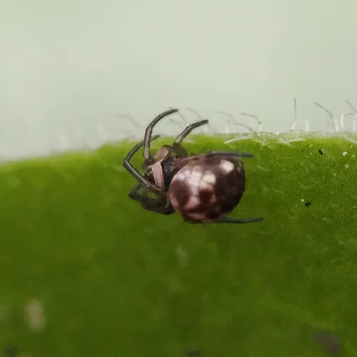 Eastern Cave Long-jawed Spider
