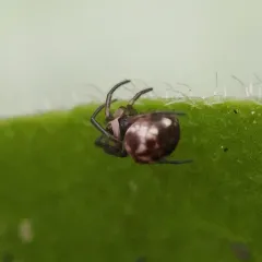 Eastern Cave Long-jawed Spider thumbnail 1