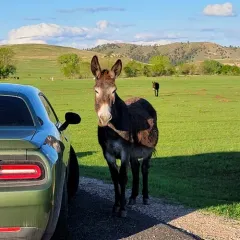 Donkey thumbnail 4