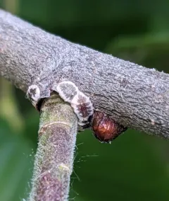 European Elm Scale thumbnail 1