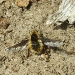 Greater Bee Fly thumbnail 3