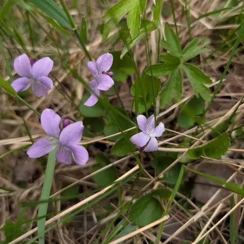 northern bog violet
