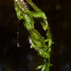 Willow Moss thumbnail 4