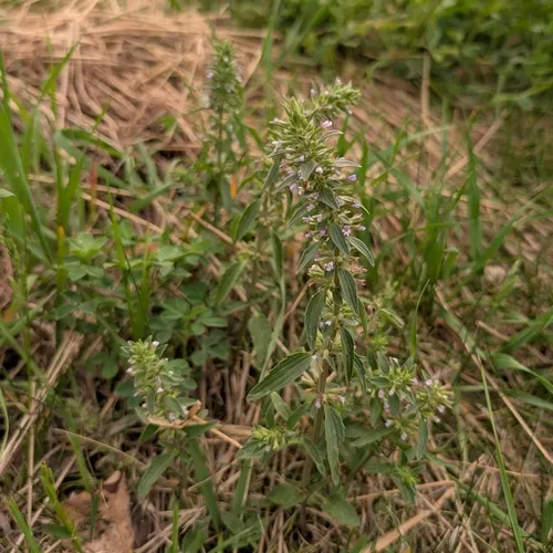 Thyme-leaf Dragon-head