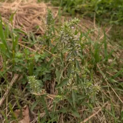 Thyme-leaf Dragon-head thumbnail 1
