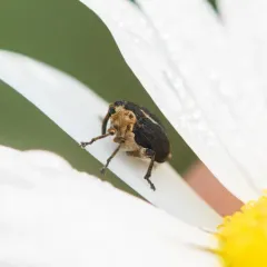 iris weevil thumbnail 4