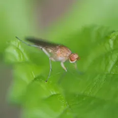 Amoebaleria helvola thumbnail 4