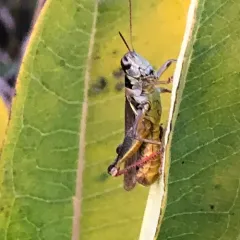 Red-legged Grasshopper thumbnail 4