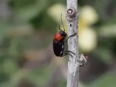 Blood-necked Cryptocephalus thumbnail 4