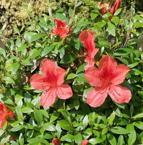 southern Indian azalea