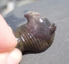 Hooked Slippersnail thumbnail 4