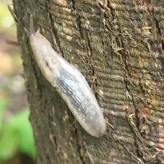 Tree slug thumbnail 4