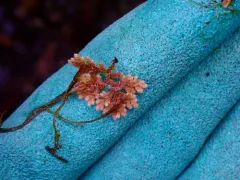 Azolla cristata thumbnail 1