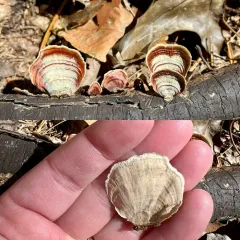 False Turkeytail thumbnail 4