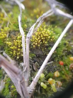 bruchia moss thumbnail 1